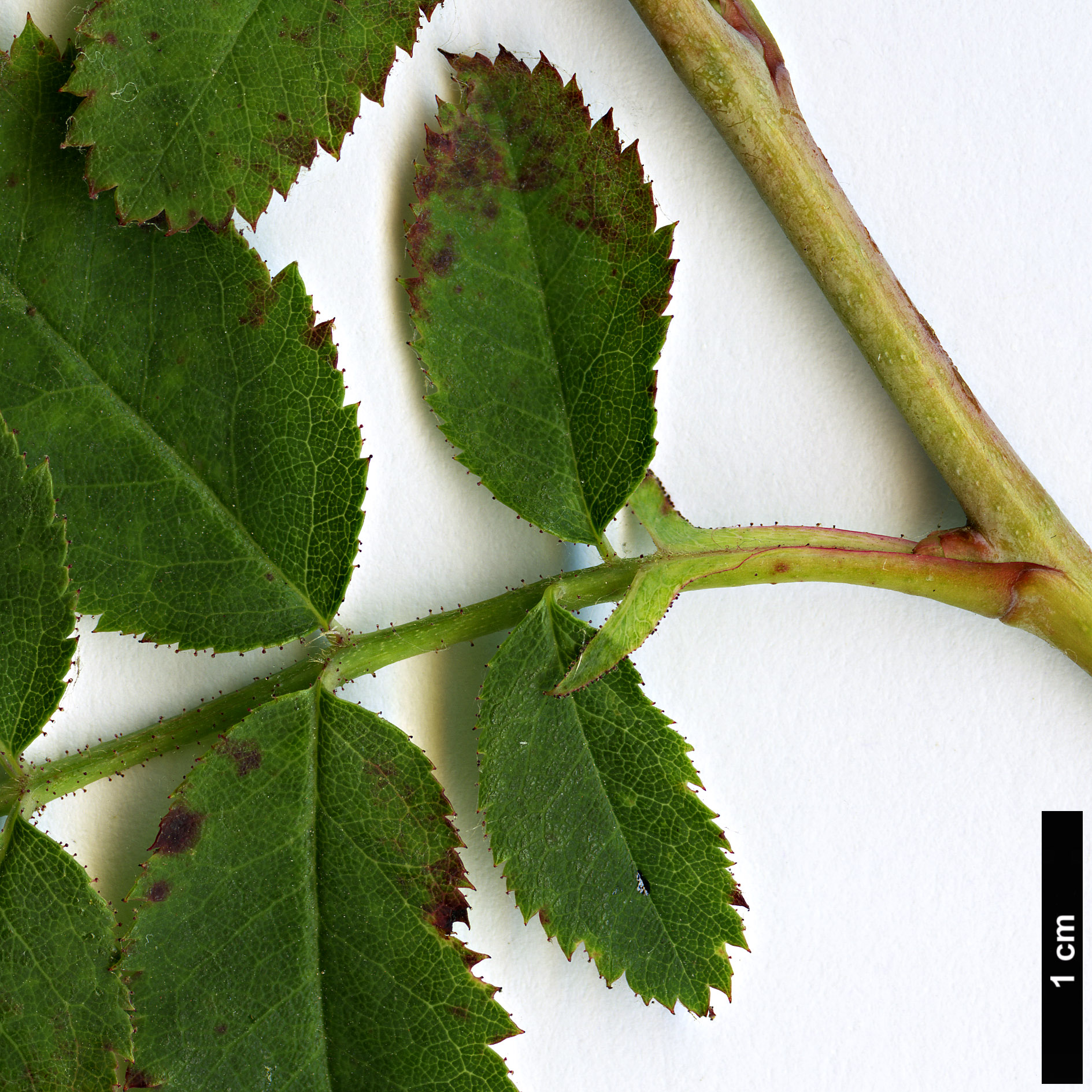 High resolution image: Family: Rosaceae - Genus: Rosa - Taxon: oxyodon